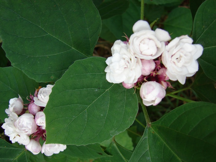 Clerodendrum chinensis